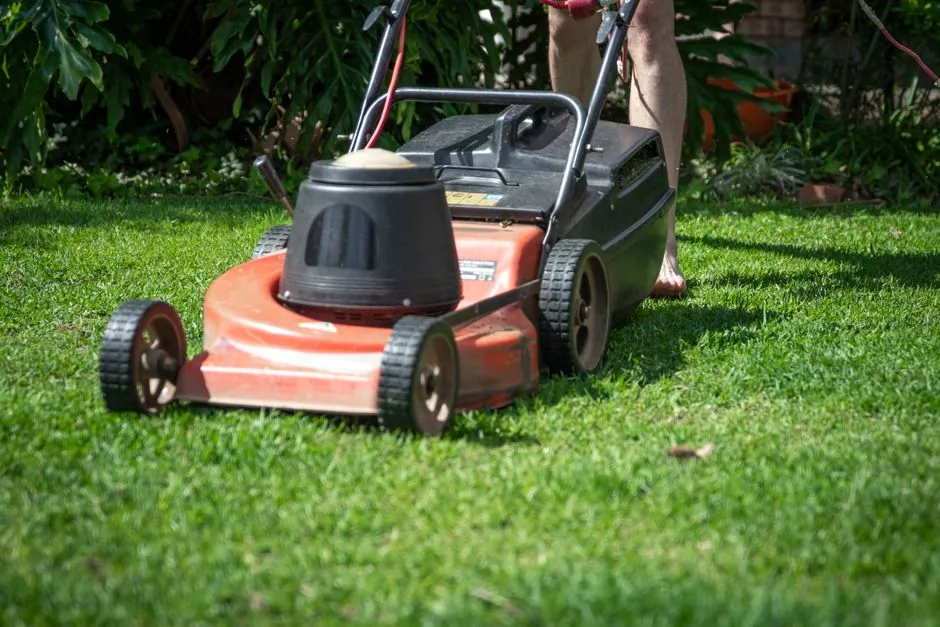 Jardinage professionnel à Cannes, entretien de massifs